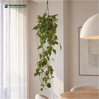 Филодендрон micans (14/25) SKU-2000000031958