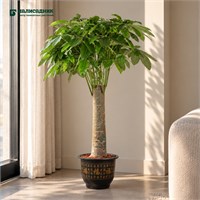 Пахира single trunk (38/150-160) SKU-2000000032009
