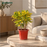 Кодиеум variegatum «Gold Dust» (21/40-45) SKU-2000000032146