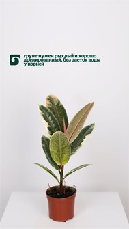 Фикус Тинеке 10024