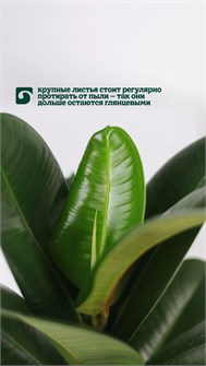 Фикус Робуста 10025