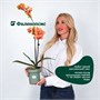 Фаленопсис 10023