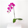 Фаленопсис Qilai (9/50-70) SKU-2000000032238