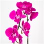 Фаленопсис Qilai (9/50-70) SKU-2000000032238