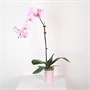 Фаленопсис Taiwan Starfruit  (7/40-65) SKU-2000000032283