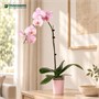 Фаленопсис Taiwan Starfruit  (7/40-65) SKU-2000000032283