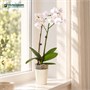 Фаленопсис Fan Yin (9/50-70) SKU-2000000032221