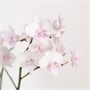 Фаленопсис Fan Yin (9/50-70) SKU-2000000032221
