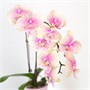 Фаленопсис Peach (7/40-65) SKU-2000000032351