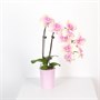 Фаленопсис Peach (7/40-65) SKU-2000000032351