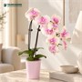 Фаленопсис Peach (7/40-65) SKU-2000000032351