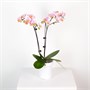 Фаленопсис Pink Princess (9/50-70) SKU-2000000032269