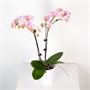 Фаленопсис Pink Princess (9/50-70) SKU-2000000032269