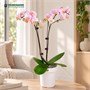 Фаленопсис Pink Princess (9/50-70) SKU-2000000032269