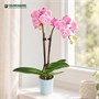 Фаленопсис DN02 (7/40-65) SKU-2000000032320