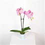 Фаленопсис DN02 (7/40-65) SKU-2000000032320