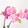 Фаленопсис DN02 (7/40-65) SKU-2000000032320