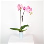 Фаленопсис DN02 (7/40-65) SKU-2000000032320