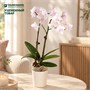 Фаленопсис Fan Yin (9/50-70) (УЦЕН.) SKU-2000000032696