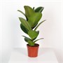 Фикус Green Rubber (12/35-40) SKU-2000000031811