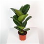 Фикус Green Rubber (12/35-40) SKU-2000000031811