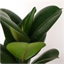 Фикус Green Rubber (12/35-40) SKU-2000000031811
