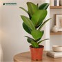 Фикус Green Rubber (12/35-40) SKU-2000000031811