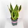 Сансевиерия Golden Hahnii (16/45-50) SKU-2000000031637