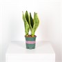 Сансевиерия trifasciata White Jade (10/35-40) SKU-2000000031644