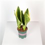 Сансевиерия trifasciata White Jade (10/35-40) SKU-2000000031644