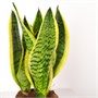 Сансевиерия trifasciata White Jade (10/35-40) SKU-2000000031644