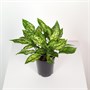 Аглаонема Emerald (12/35-40) SKU-2000000031705