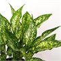 Аглаонема Emerald (12/35-40) SKU-2000000031705