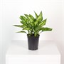 Аглаонема Emerald (12/35-40) SKU-2000000031705