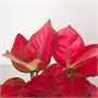 Аглаонема Red Unyamanee (12/30-35) SKU-2000000031699