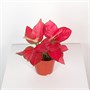 Аглаонема Red Unyamanee (12/30-35) SKU-2000000031699