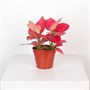 Аглаонема Red Unyamanee (12/30-35) SKU-2000000031699