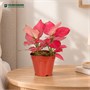 Аглаонема Red Unyamanee (12/30-35) SKU-2000000031699