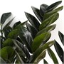 Замиокулькас Raven (18/50-60) SKU-2000000032177