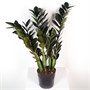 Замиокулькас Raven (18/50-60) SKU-2000000032177