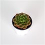 Седум Сэт №1 (9/4-6) SKU-2000000031583
