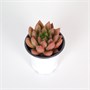 Седум Сэт №1 (9/4-6) SKU-2000000031583