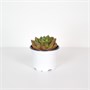Седум Сэт №1 (9/4-6) SKU-2000000031583