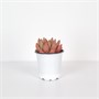 Седум Сэт №1 (9/4-6) SKU-2000000031583