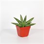 Сансевиерия cylindrica Melon (10/15-20) SKU-2000000031668