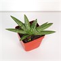 Сансевиерия cylindrica Melon (10/15-20) SKU-2000000031668