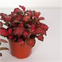 Фиттония (8/5) SKU-2000000031859
