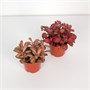 Фиттония (8/5) SKU-2000000031859