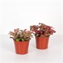 Фиттония (8/5) SKU-2000000031859
