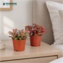 Фиттония (8/5) SKU-2000000031859